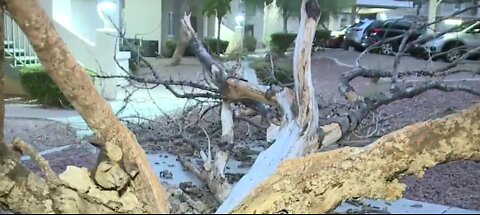 Winds knock down trees