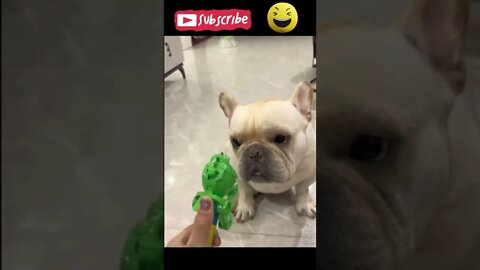 Super FUNNY DOG Videos from TikTok #shorts