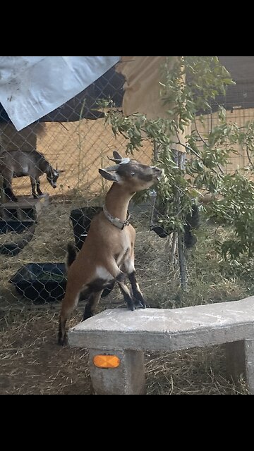 Silk the stunt devil goat at it again