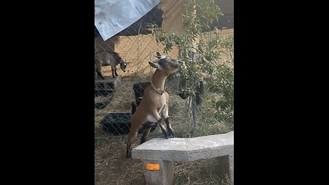 Silk the stunt devil goat at it again