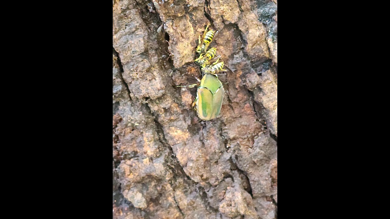 Yellowjackets and beetle getting sap on white oak tree