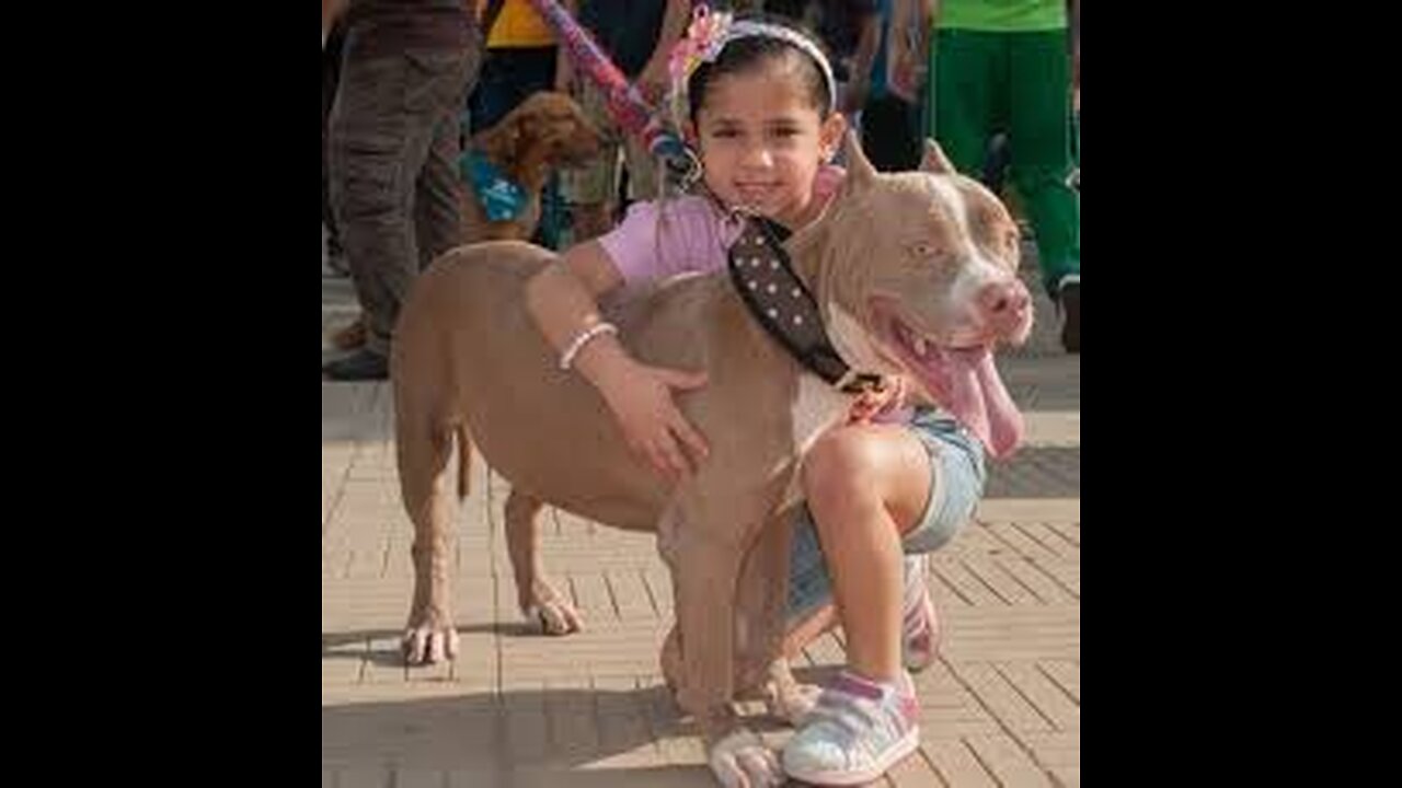 Brave Men Save Woman from Aggressive Pit Bull Pack