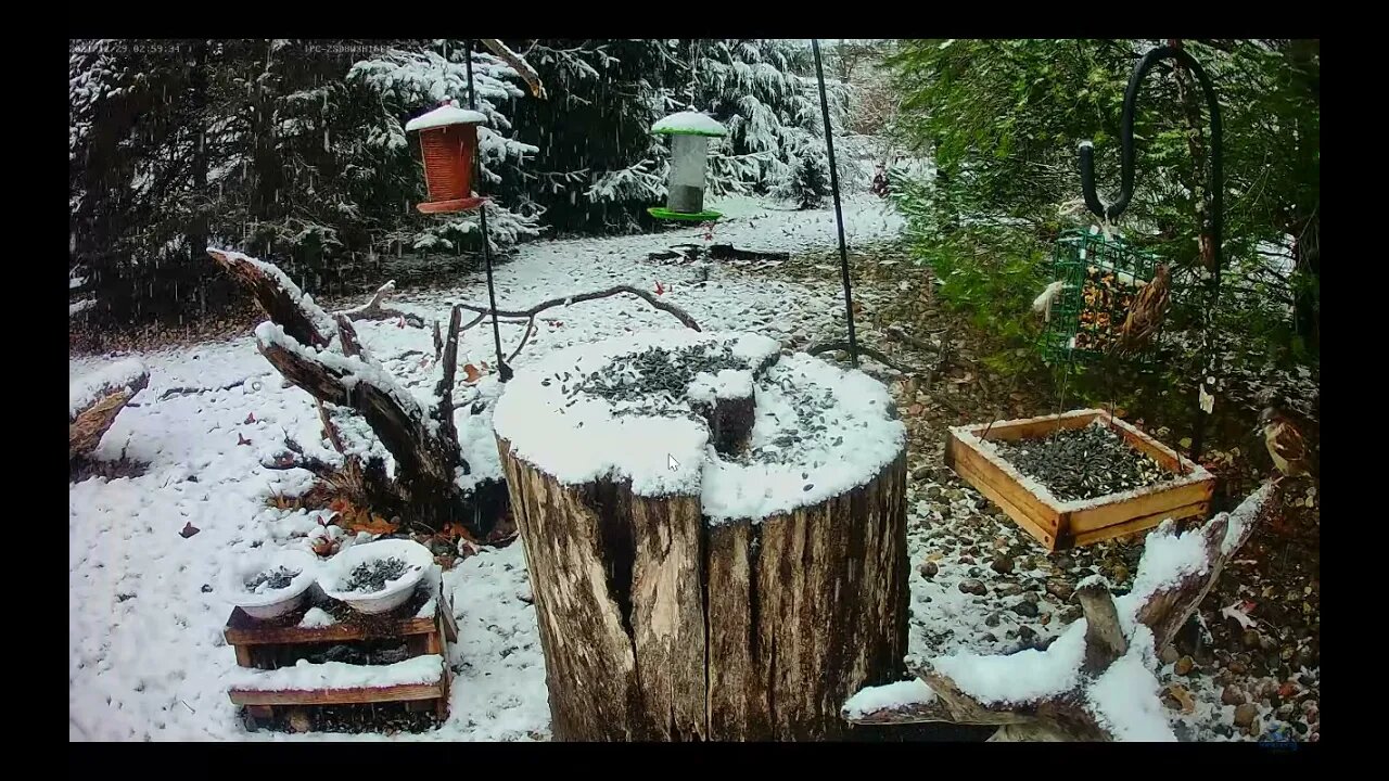 A Snowy Day at the Feeder