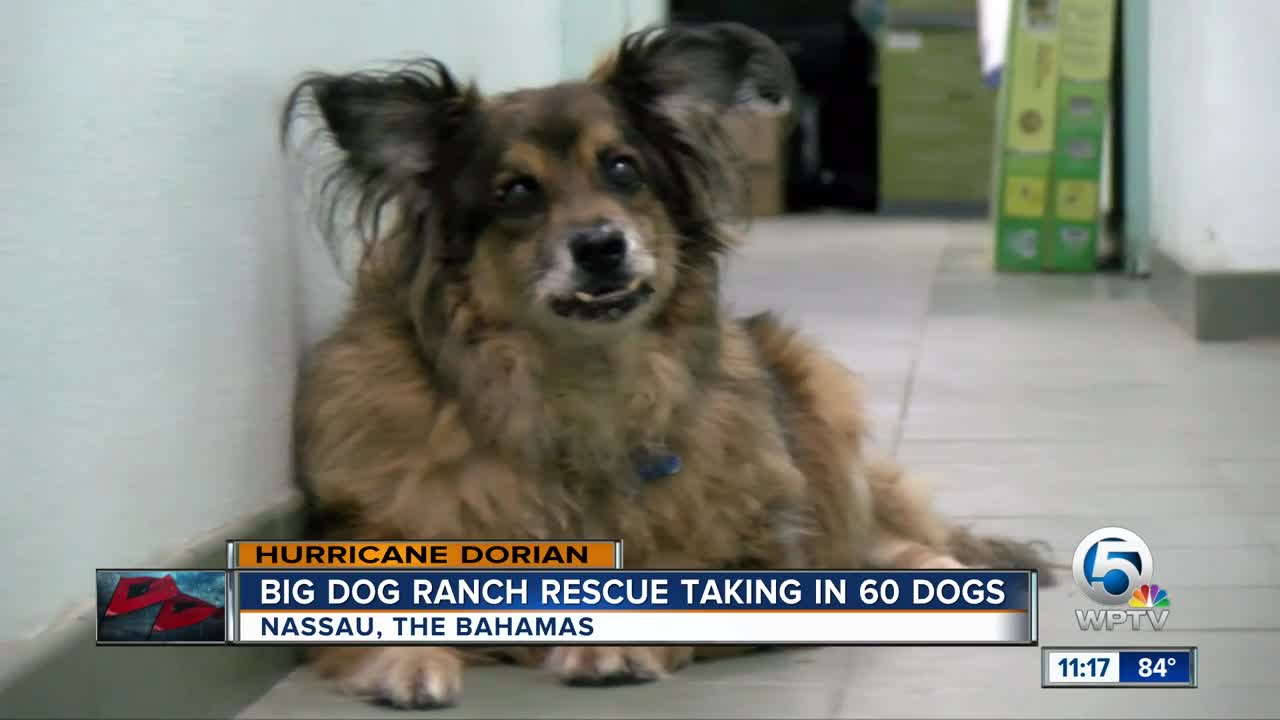 Big Dog Ranch Rescue taking in 60 dogs from Bahamas after Hurricane Dorian