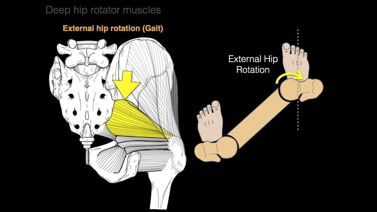 Deep hip rotator muscles