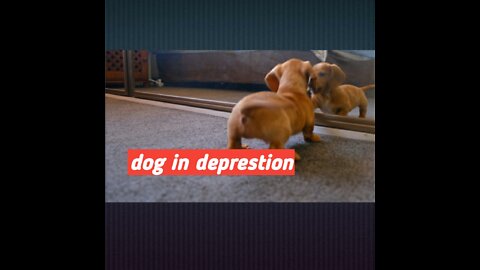 _rolling_on_the_floor_laughing_Funny Dog Videos 2022