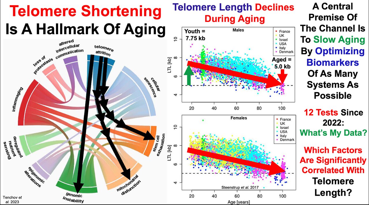 Telomere Length Test #12: Correlations With Diet