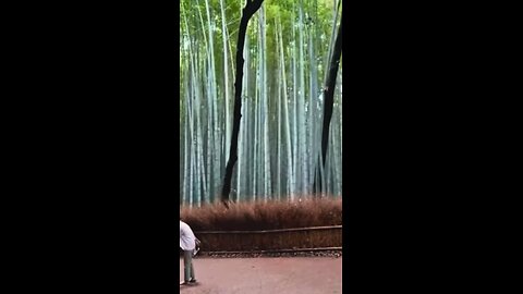 Bamboo Forest outside Kyoto #explore #forest #walking