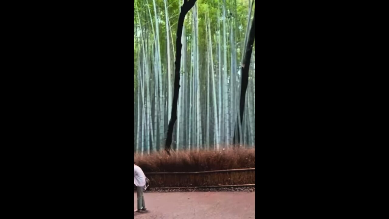 Bamboo Forest outside Kyoto #explore #forest #walking