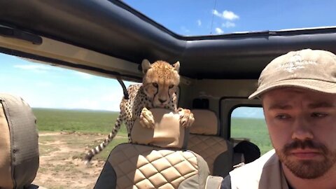 Tourist turn's into Statue after Cheetah enter their Safari Vehicle