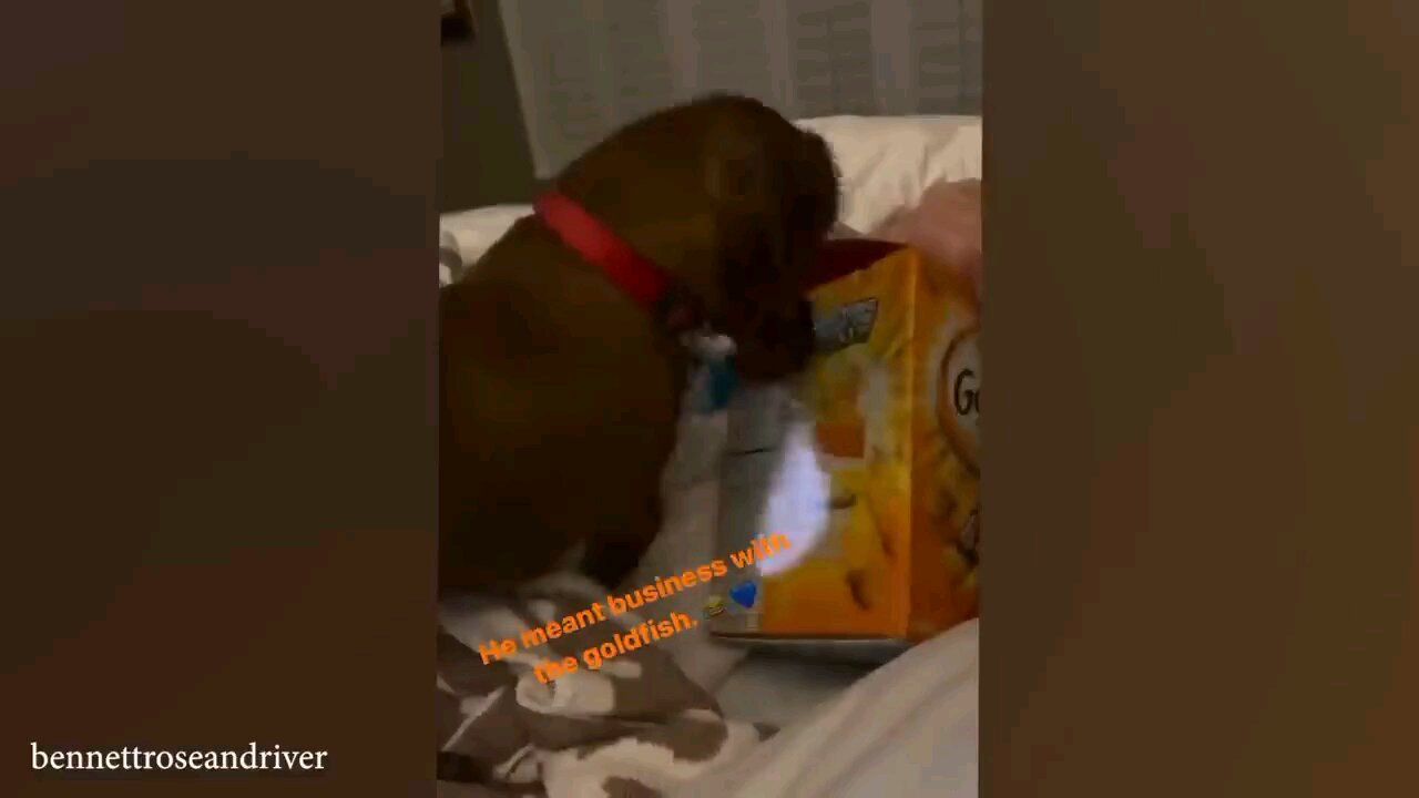 LOL , Cute Funny Animals