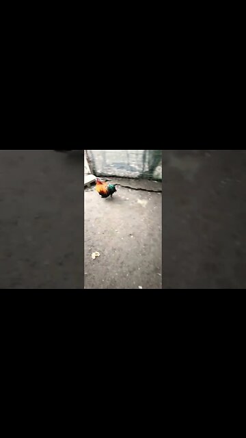 Good morning Rusty and Forest