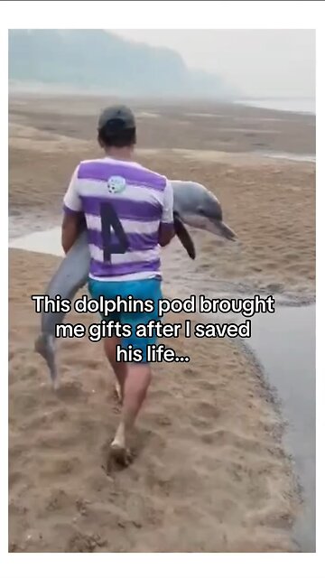 Dolphins Display Deep Gratitude 🥰♥️😍