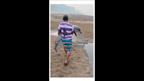 Dolphins Display Deep Gratitude 🥰♥️😍