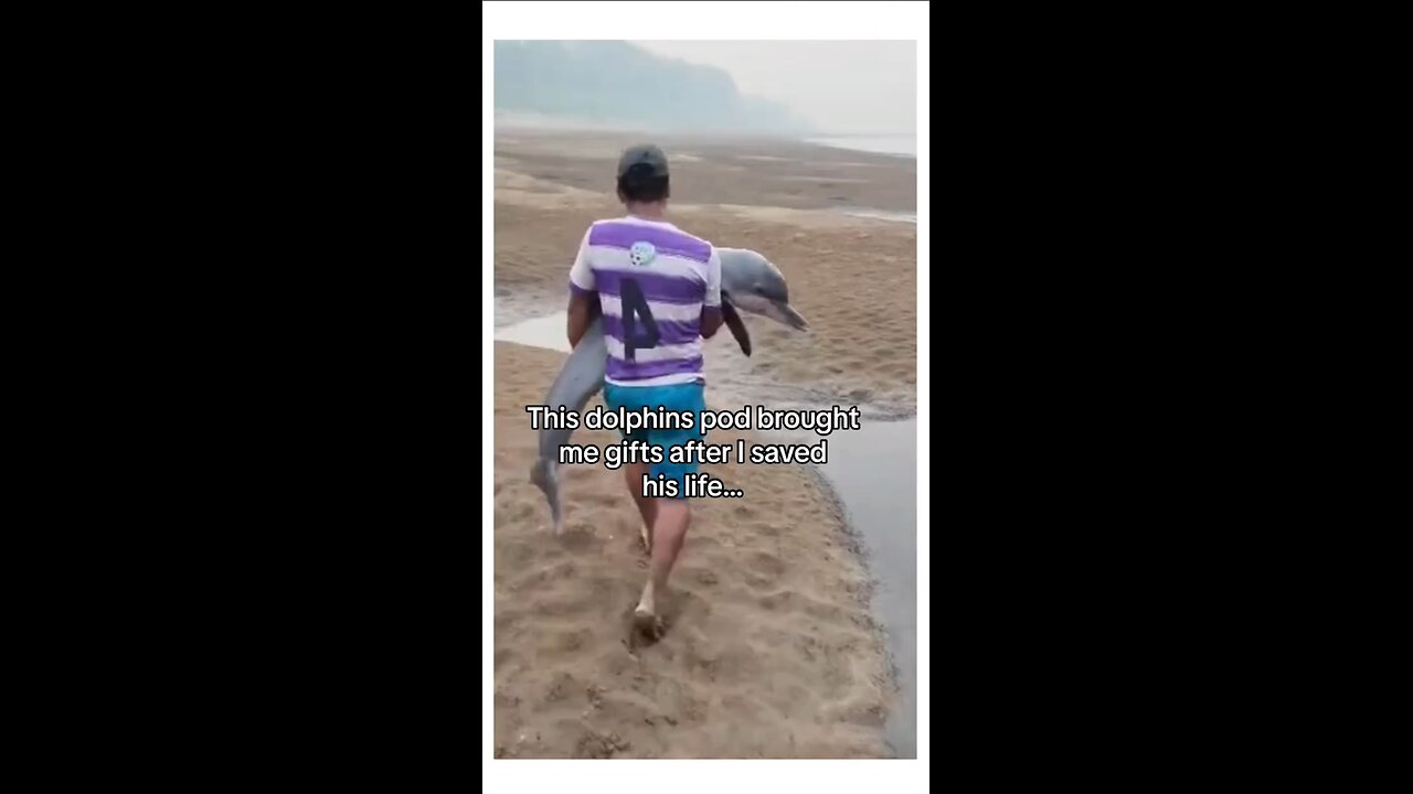 Dolphins Display Deep Gratitude 🥰♥️😍