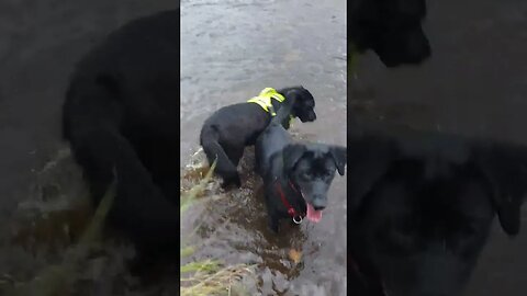 River time for the Hounds 😁 #dogs #doglover #pets #fun #friends #new