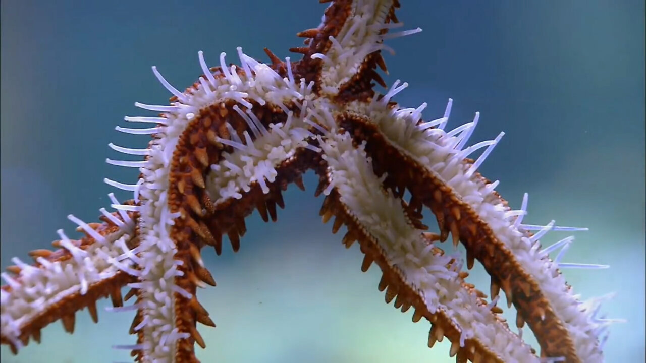 SEA ANIMALS Satisfying video