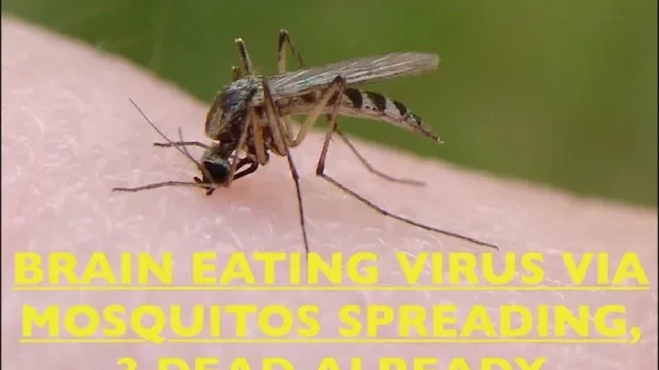 Mosquitos Spreading Brain Eating Virus, 3 Dead in America