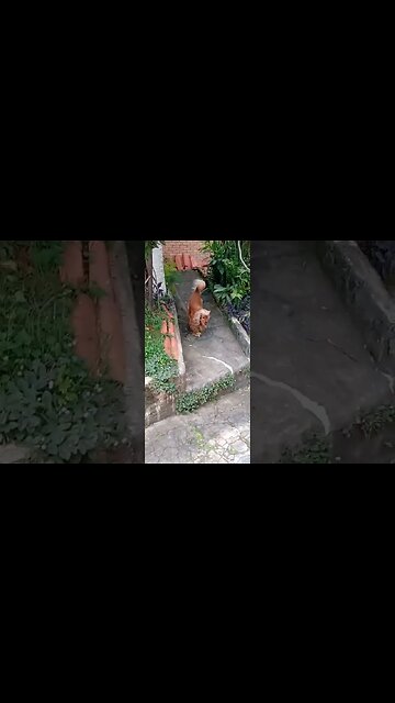 #dog, #friend , #dogshow , #cães , #animals