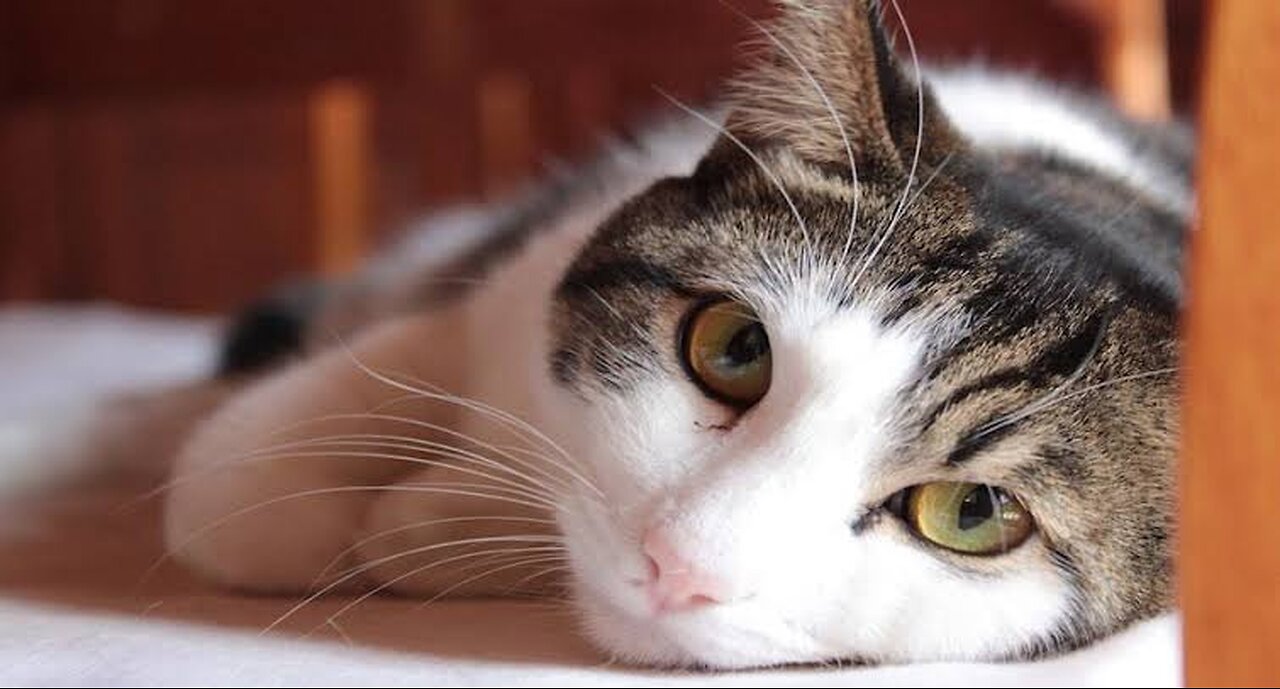 Caturday #CatsofInstagram #MeowMonday #CatLovers #KittyLove #Purrfect #CatLife #FelineFriends