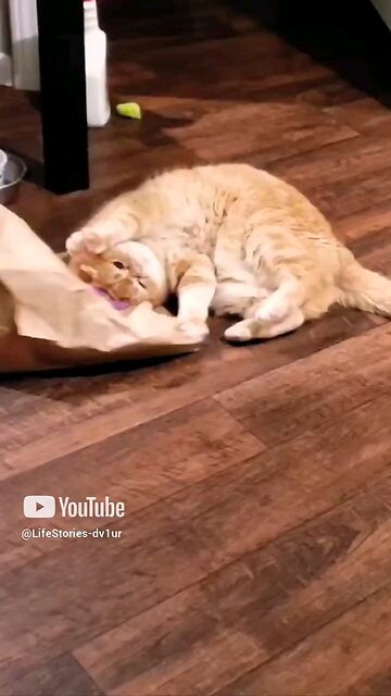 Cat vs Taco Bell. When everyone gets their orders at the drive thru but your potato taco is missing.