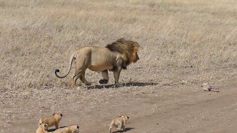 Lion dad tries to ditch his kids