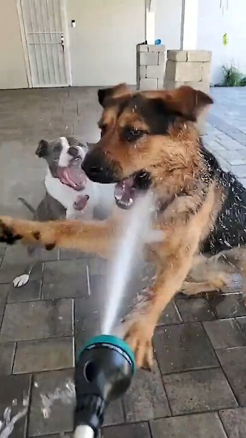 Simple Happiness Dogs