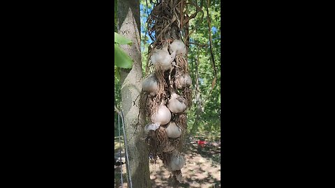 Homestead garden Garlic preserving