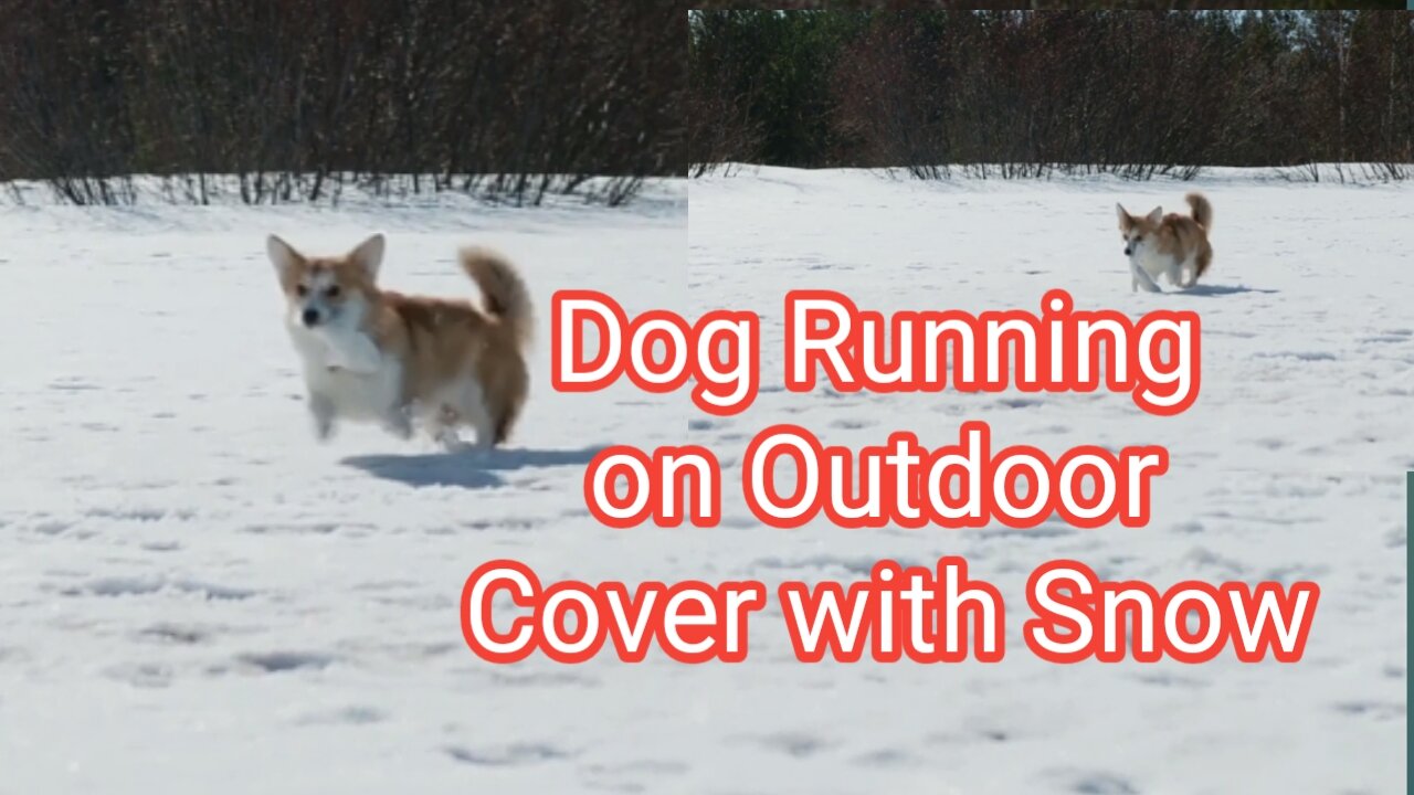 Dog Running on Outdoor Cover with Snow