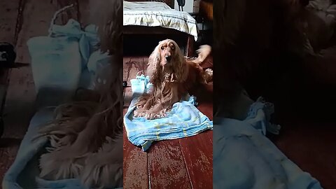 #dogshow , #animals , #dogs , #shorts