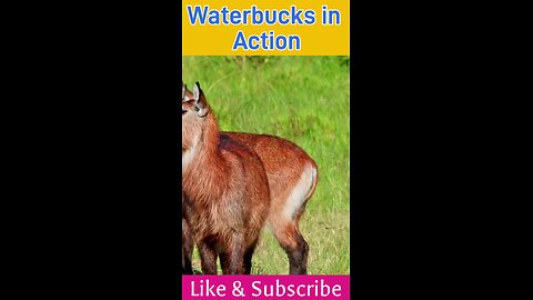 waterbucks in action