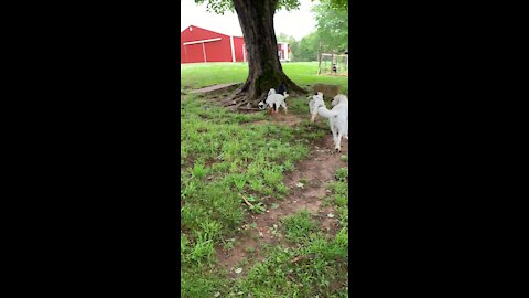Annie working goats
