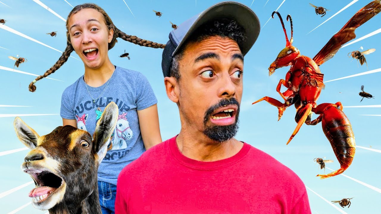 Red ANGRY WASPS Everywhere! Moving Goats & Chickens Turns Dangerous