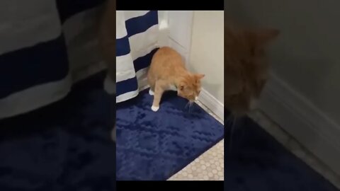 Funny Cat #funny #funnyanimal #shorts #video