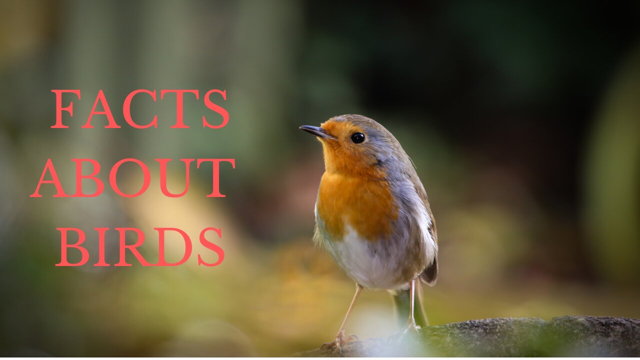 Interesting facts about birds