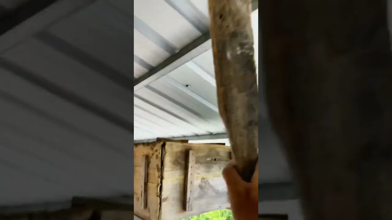 😉😉😉#beekeeper #honey #satisfying #tiktok #foryou