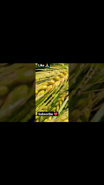 sapno #youtubeshorts #shorts #youtube #shortvideo #shortyoutube