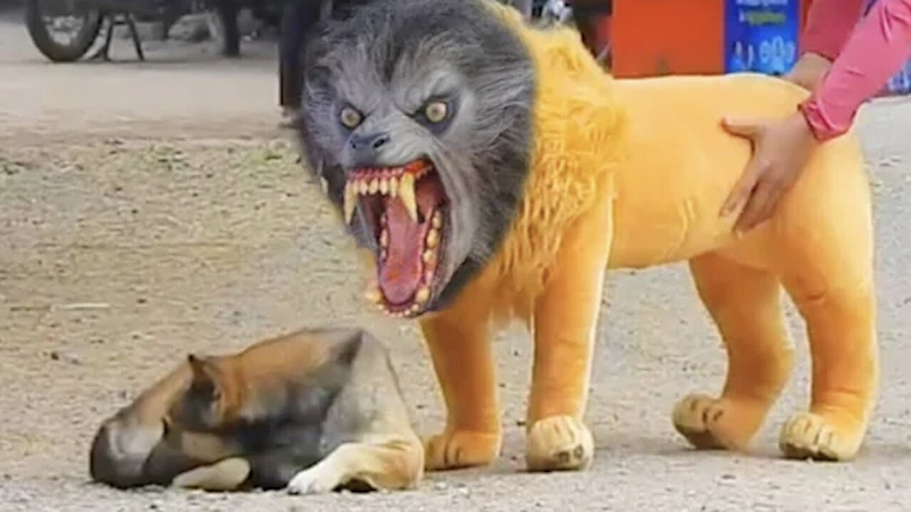 Prank Dog with Fake Lion and Fake Tiger Prank To dog very funny