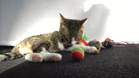 Cat Bathing in the Sun
