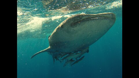 NURSING BEHAVIOR OF WHALES