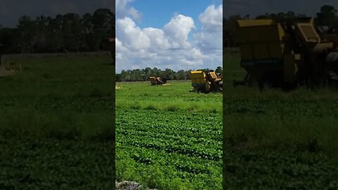 We are picking beans today in Venus, Florida