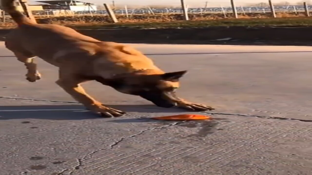 Dog save the golden fish on the road😱