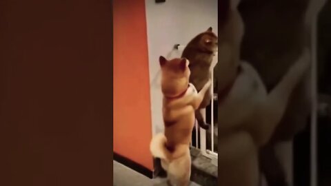 How cute🥹❤️ #shorts #trending #viral #funnydogs