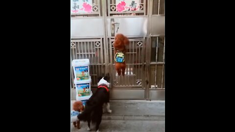 See these 2 naughty pooches in action!!