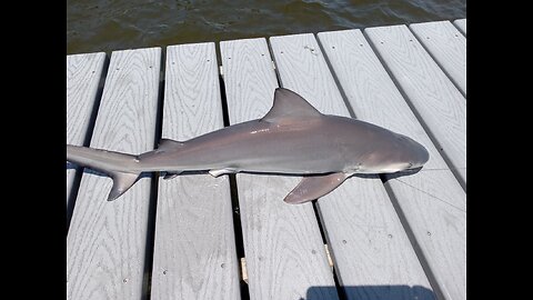 shark fishing vero beach