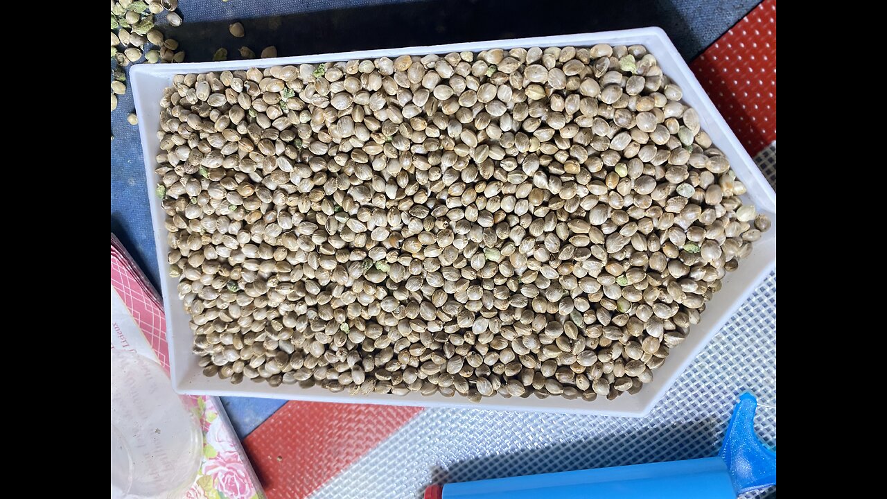 Seed separator