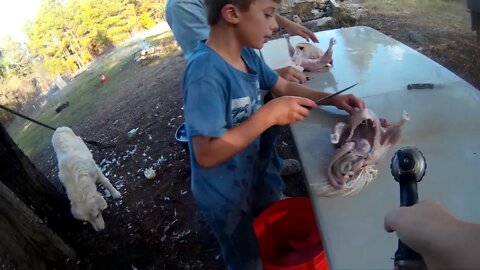 TexasBoys kid processes a chicken for the first time!