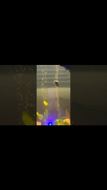 Aquatic Insects Get It On!