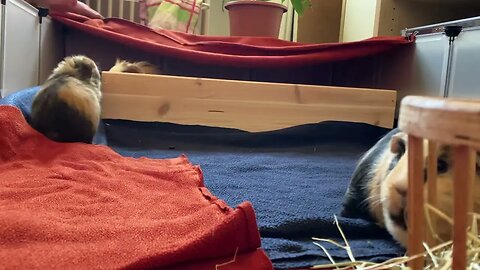 Guinea pigs box is back!
