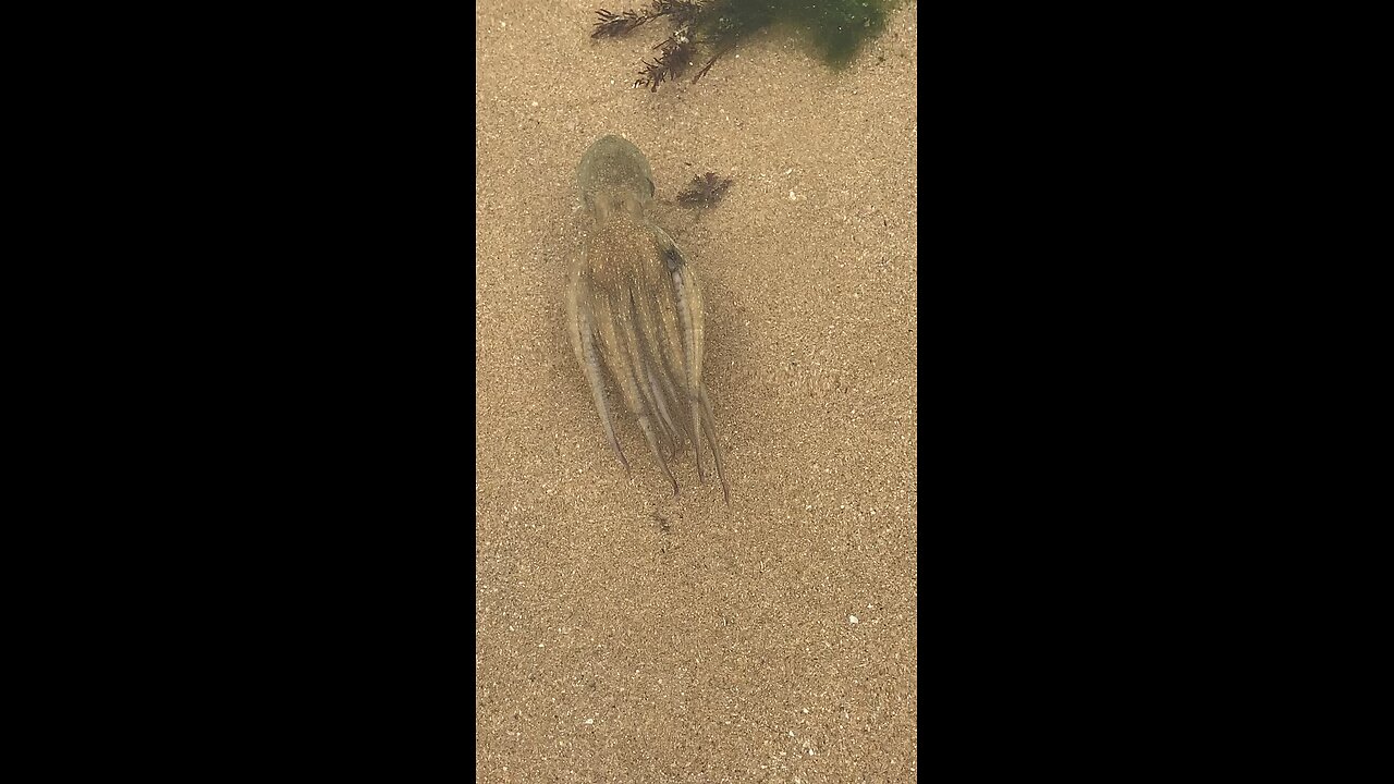 Octopus